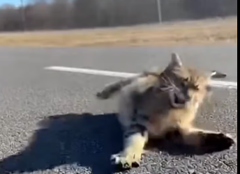 M0801001_Too Fast Car Hit Innocent Cat