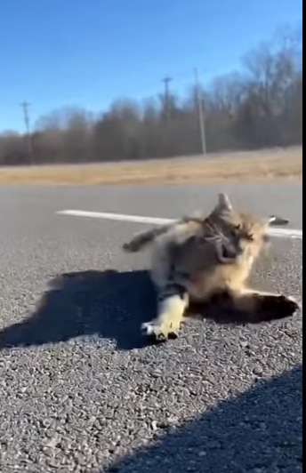 M0801001_Too Fast Car Hit Innocent Cat