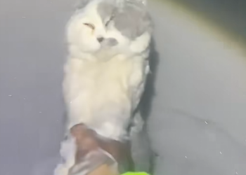 M2912005_Found cat frozen to death#rescuecat_part2