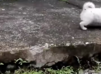 M0801003_start homeless puppy One small rescue, one big forever_part2