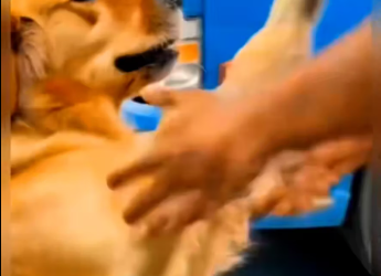 M0801004_Golden Retriever Father saves Puppy Kind Man help! #animals_part2