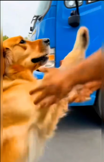 M0801004_Golden Retriever Father saves Puppy Kind Man help! #animals_part2