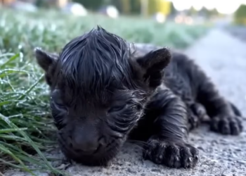 M0801006_Family Adopted Lost black panthe Cub then… Heartwarming Rescue Story Fairytale Dream_part2