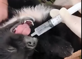 M0801008_Two poor puppies were wandering around pile of construction materials by roadside_part2