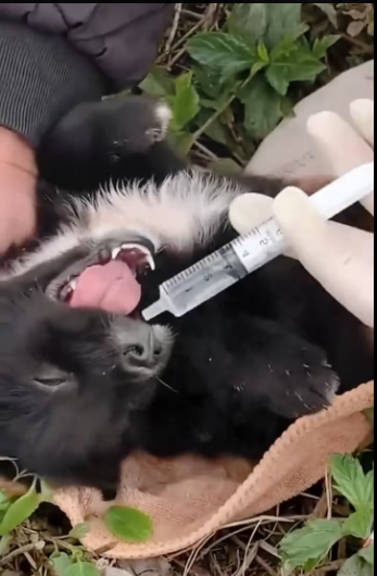 M0801008_Two poor puppies were wandering around pile of construction materials by roadside_part2