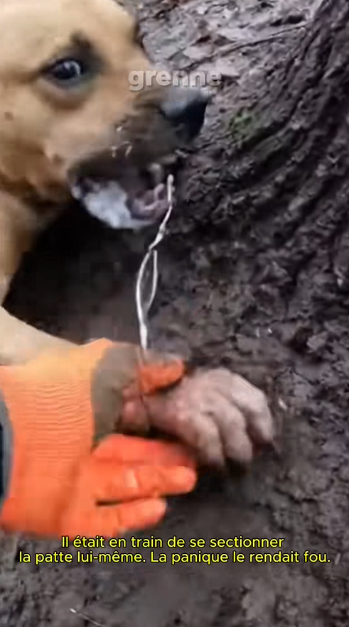 M0401002 I saved this dog at the perfect moment when he needed help #dog