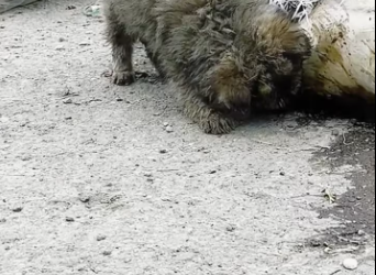 M0801011_On my way home work, accidentally saw poor puppy rummaging through trash on side of road looking food. felt so sorry hi