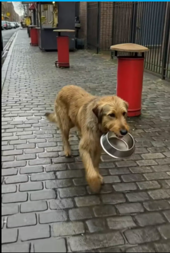 M3112012_A hungry dog searches for food to feed his puppies but struggles to find help. Instead of giving up, he uses his inte_p