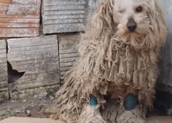 M0102010_YOU WON’T BELIEVE how this DOG looks AFTER shaving all this matted fur (She was found on the street) #grooming #d_part2