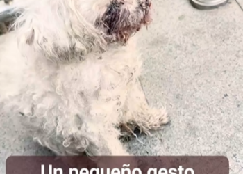 M1202015_“The little dog is so pitiful. I hope someone will adopt him.”