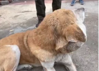 M1202017_#MiracleRecovery #RescueStory #dogsoftiktok #DogRescue