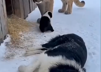 M1202018_This cat successfully rescued a puppy in the freezing winter.❤️ #animals #wildlife #shortvideo #cat