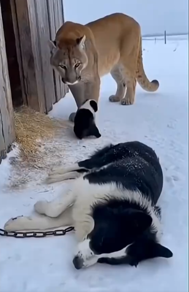 M1202018_This cat successfully rescued a puppy in the freezing winter.❤️ #animals #wildlife #shortvideo #cat