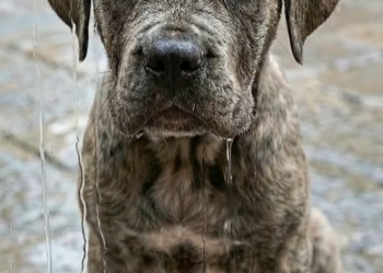 M1302002_What This Labrador Did for a Stray Puppy Will Melt Your Heart. 🐶❤️ Disclaimer This video was created with the h_part2