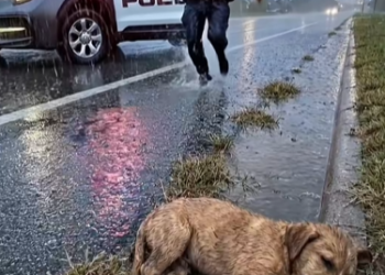 M1302004_A Police Officer’s Kindness Saved a Puppy’s Life 🌧️🐾_part2