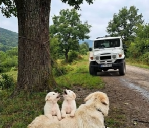 M1302005_Her Puppies Don’t Know She’s Trapped 🐶💔 #dog #doglover #doglife #dogoftheday #puppy #puppylove #puppylife #ani_part2