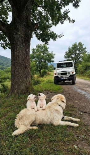 M1302005_Her Puppies Don’t Know She’s Trapped 🐶💔 #dog #doglover #doglife #dogoftheday #puppy #puppylove #puppylife #ani_part2
