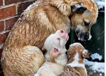 M1302006_One Officer, Three Hungry Dogs, and a Moment of True Compassion 🥶🍗🐕_part2