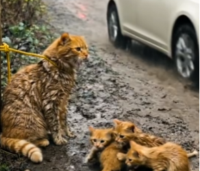 M1302007_Kind-Hearted Old Man Rescues a Poor Mother Cat and Her Kitten 🐾✨_part2