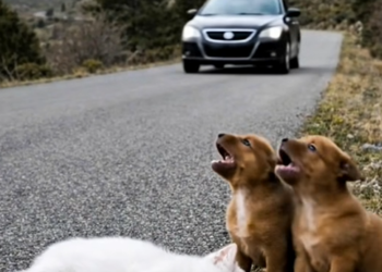 M1302009_kind hearted lady rescue poor unconscious little kitty on the road side_part2