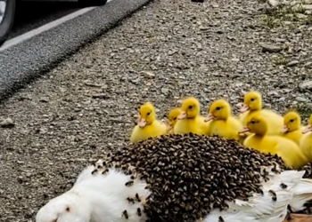 M1302011_Brave man rescue poor unconscious mother duck covered by honey bees_part2