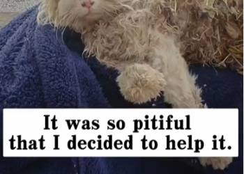 M1302013_I found a very dirty abandoned cat by the roadside, and then…#rescue #animals #cat _part2