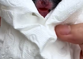 M2402003_Rescue a puppy on the road #rescueanimals #rescue #dog #dogsofttiktok #puppy_part2