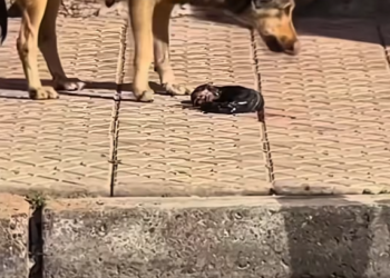 M2502031_The newborn puppy had been cruelly abandoned by its mother. I took the little guy home, and then…#_part2