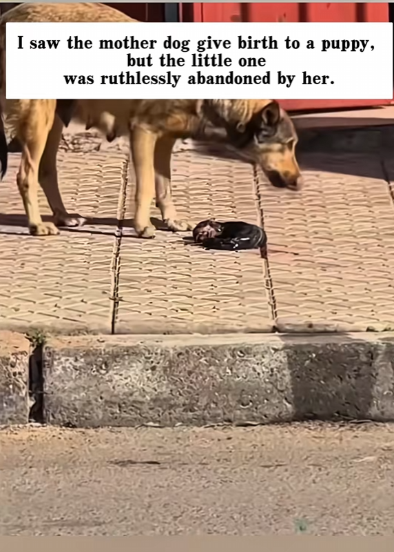 M2502031_The newborn puppy had been cruelly abandoned by its mother. I took the little guy home, and then…#_part2