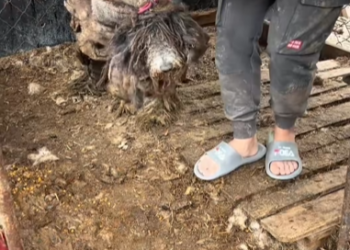 M0202001_After four years behind bars, the day no one wanted him, I happened to come along.