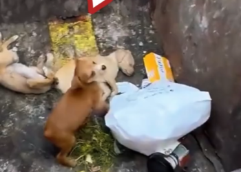 M0202003_While was taking out trash, heard strange