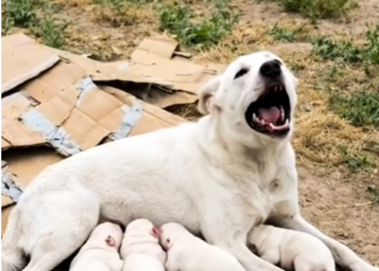 M0202005_kind hearted lady police officer provide safe_part2