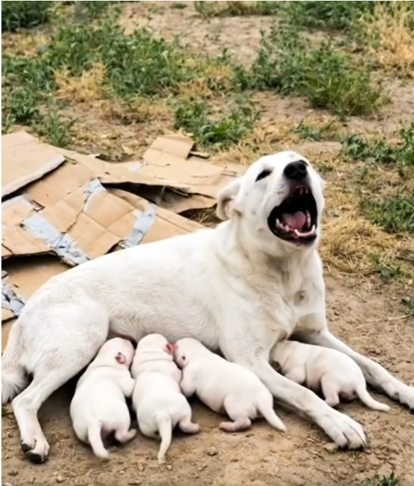 M0202005_kind hearted lady police officer provide safe_part2