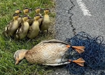 M0202006_Kind Hearted Lady Rescues Poor Unconscious Duck_part2