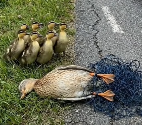 M0202006_Kind Hearted Lady Rescues Poor Unconscious Duck_part2