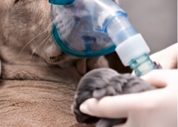 M0202007 Mother Fight_part2