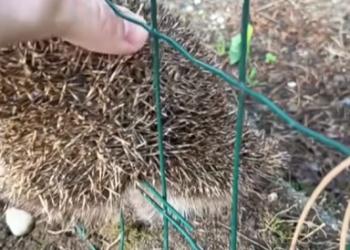 M0202008_Rescuing a Hedgehog #rescue #hedgehog #baby #help #fyp #foryou #lovestory _part2
