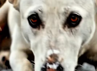 M0102003_Cruelty Caught on Camera � A Dog Thrown From a Car, Saved by a Brave Girl ❤️_part2