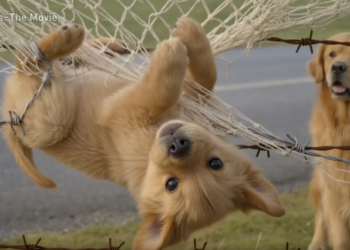 M0202010_Mother Dog Asking for Help to Save Her Puppy – Please Rescue the Retriever Caught in the Fence #wildlifemissions #animals #rescue #mominstinc_part2