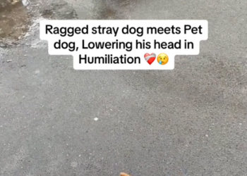 M0202012_Watch till the end ❤️ #rescue #rescuedog #rescuepuppy #puppy #dog #puppytiktok #dogsoftiktok #savepuppy #animallover #rescueanimals _part2