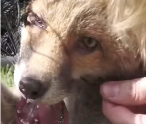 M0202013_Rescue a silly fox trapped in a net #animals #rescue #rescueanimals #fox #furbaby #love #wildanimals #fyp