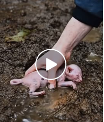 M0402001 A Fox Was About to Eat This Newborn Kitten — Just in Time Rescue! 🦊🐱 part2