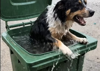 M0402003 A Dog Screaming for Help, Trapped Inside a Flooded Trash Bin part2
