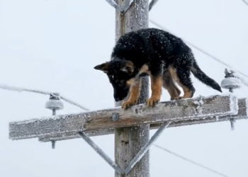 M0402004 A German Shepherd Puppy Screaming for Help on a Frozen Power Pole part2