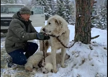 M0102004_Tied to a Tree, Protecting Her Babies in the Freezing Snow �� #animals #animalrescue #rescuedog #doglife #doglo_part2