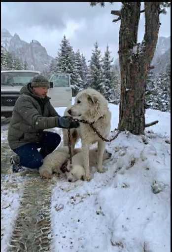 M0102004_Tied to a Tree, Protecting Her Babies in the Freezing Snow �� #animals #animalrescue #rescuedog #doglife #doglo_part2