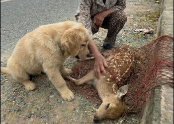 M0402009 Old Woman Saves a Puppy & His Best Friend 🐶❤️ Dear Kitten part2