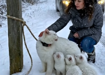 M0402011 Tied Cat Protecting Her Babies 💔🐱 #catlovers #cat #catlife #catoftheday #animals #animallover #animalrescue #re part2