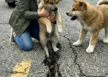 M0402012 A Puppy Stuck in the Road 💔🐶 #doglover #dog #doglife #animals #AnimalRescue #animallover #rescue Animal Rescu part2