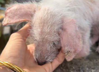 M0102001_Sad Naked Puppy Left In A Sink Gets A Second Chance_part2